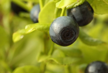 Vaccinium myrtillus (bilberry)