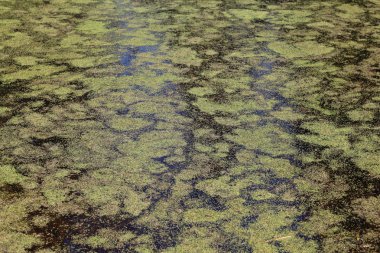 duckweed ile kaplı gölet