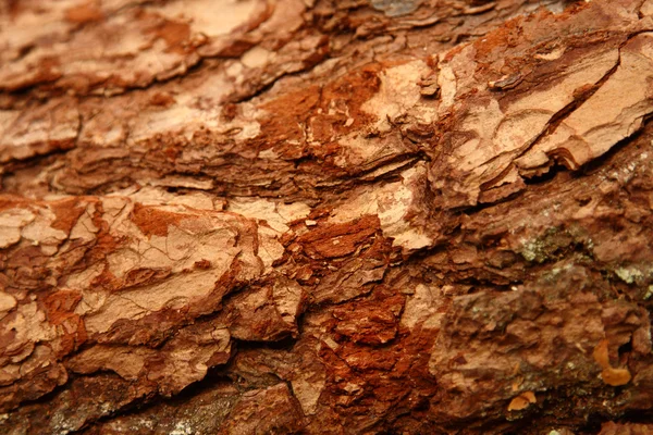 Log bakgrund — Stockfoto