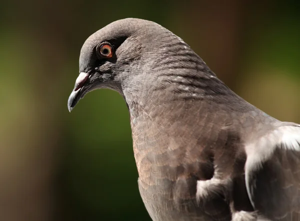 Columba livia — Stockfoto