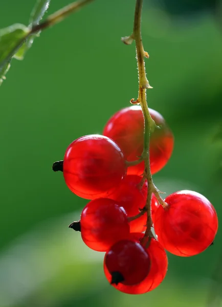 Grosellas rojas — Foto de Stock