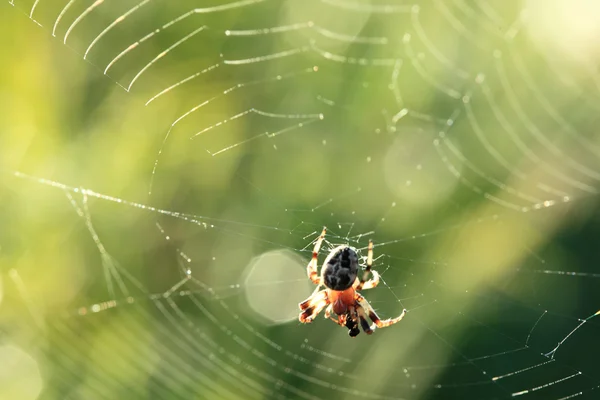 Teia de fiação de aranha — Fotografia de Stock