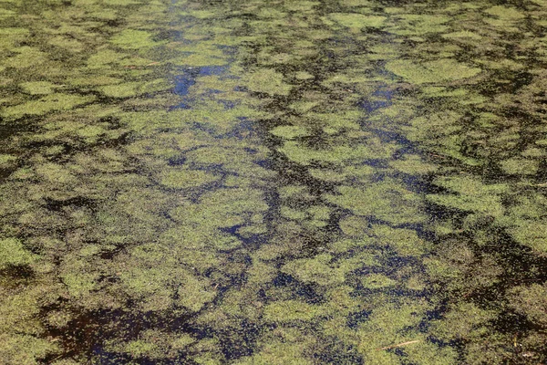 池の藻に覆われて — ストック写真