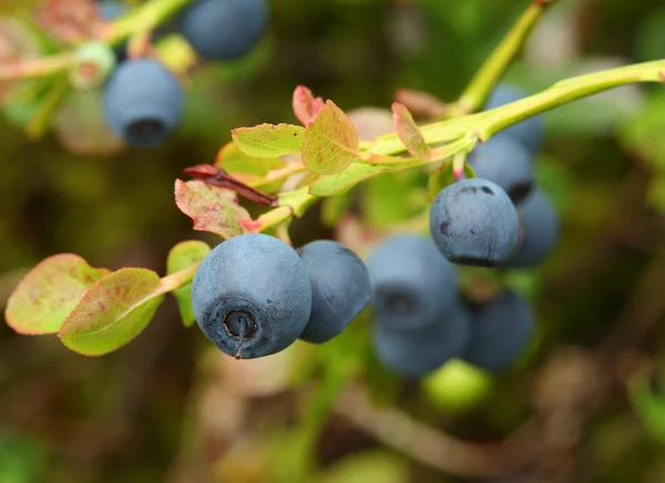 Vaccinium myrtillus (bilberry) — Stock Photo, Image