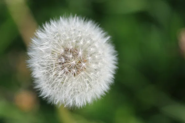 Beyaz hindiba — Stok fotoğraf