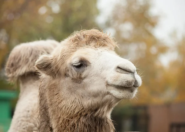 Foto de cerca de la cabeza de camello en el zoológico — Foto de Stock