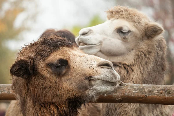 Foto de cerca de dos cabezas de camellos en el zoológico — Foto de Stock