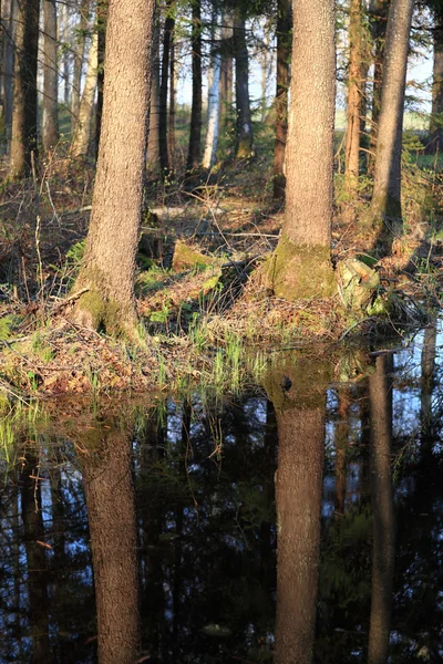 Pines with reflection — Stock Photo, Image