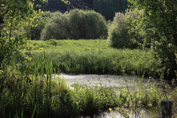 Pond — Stock Photo, Image