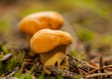 küçük chanterelles