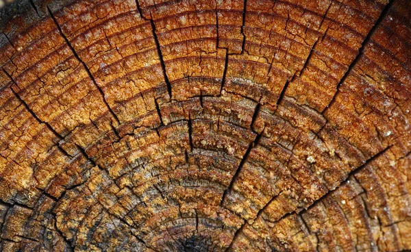 木材。背景。マクロ. — ストック写真