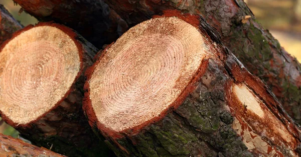 Gefällte Kiefernstämme — Stockfoto