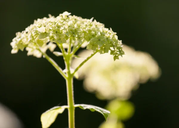 Hortensia — Stockfoto