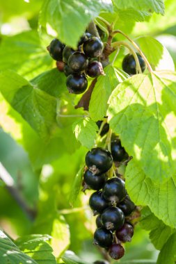 bir çalının dalı üzerinde siyah kuş üzümü