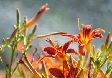 Bahçe ortamında kırmızı çiçekler