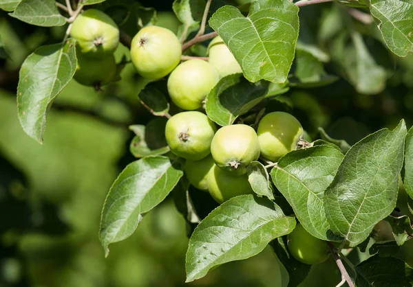 Зеленые яблоки на ветке в саду — стоковое фото