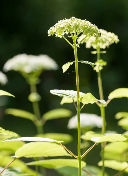 Blumen — Stockfoto