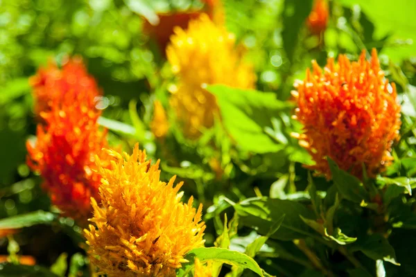 Flores vermelhas no ambiente do jardim — Fotografia de Stock