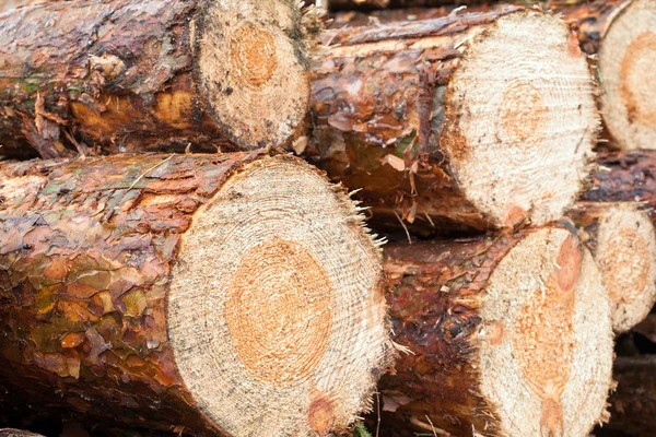 Baumstämme schneiden — Stockfoto