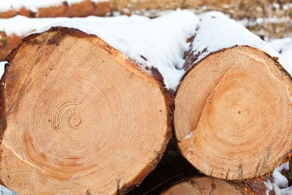 Cortar troncos cobertos de neve — Fotografia de Stock