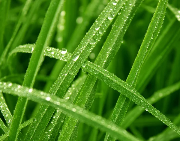 Morning dew on leaves of grass — Stock Photo, Image