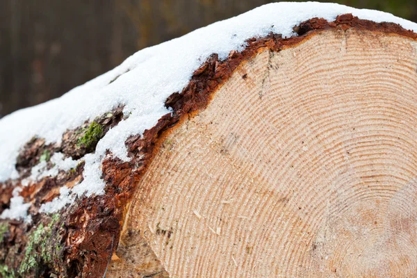 Cut log covered with snow — Stock Photo, Image