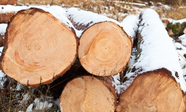 Cut logs covered with snow — Stock Photo, Image