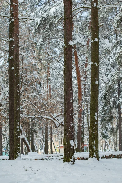 冬季公园里有雪的树 — 图库照片