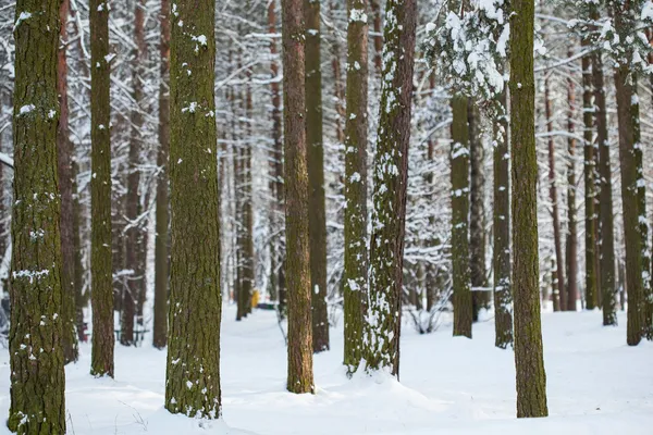 Bomen met sneeuw in het winterpark — Stockfoto