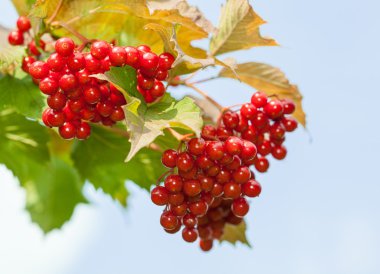 arrowwood kırmızı meyveler