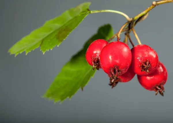 Haws berries — Stock Photo, Image