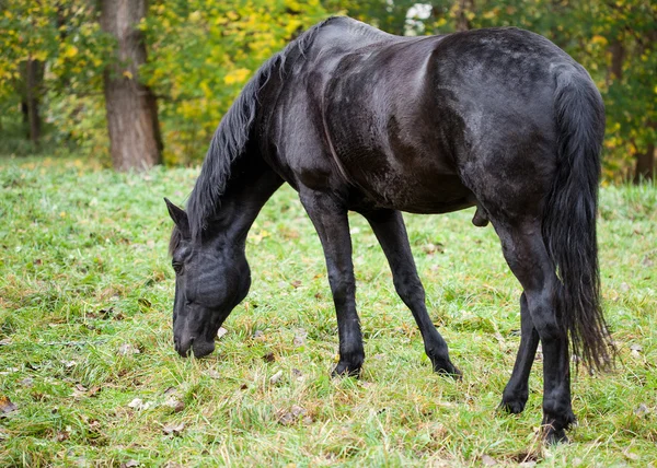 Black horse browsing — Stock Photo, Image