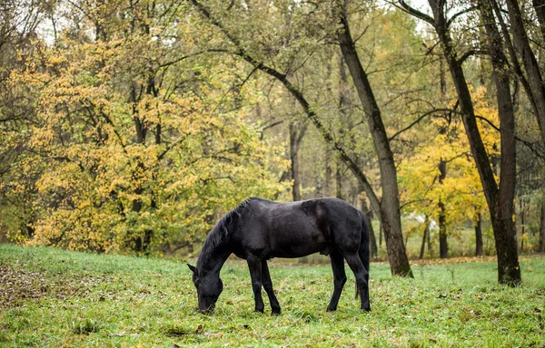 Caballo negro — Foto de Stock