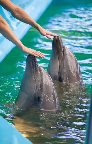 Две человеческие руки касаются дельфинов — стоковое фото