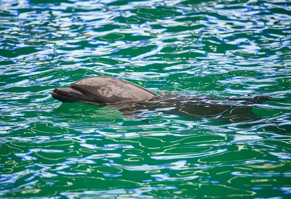 En delfin i et show i et delfinarium - Stock-foto