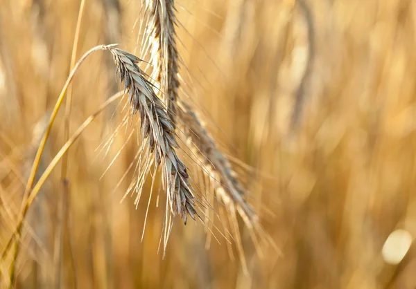 Spikelet of ripe wheat — Stock Photo, Image