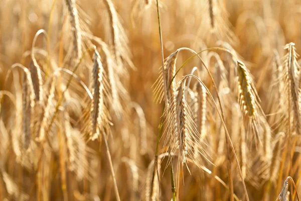 Ripe wheat in a field — Stock Photo, Image