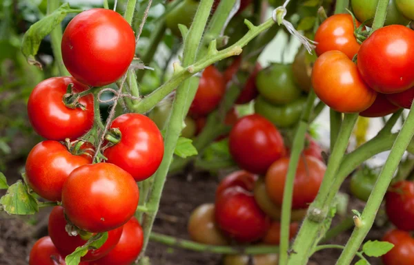 Tomatoes — Stock Photo, Image