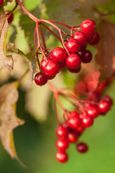 アローウッドの赤い果実 — ストック写真