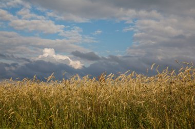 bir alandaki olgun buğday