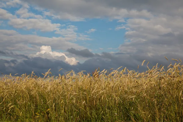 Спелая пшеница в поле — стоковое фото