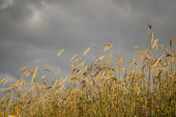 Ripe wheat in a field — Stock Photo, Image