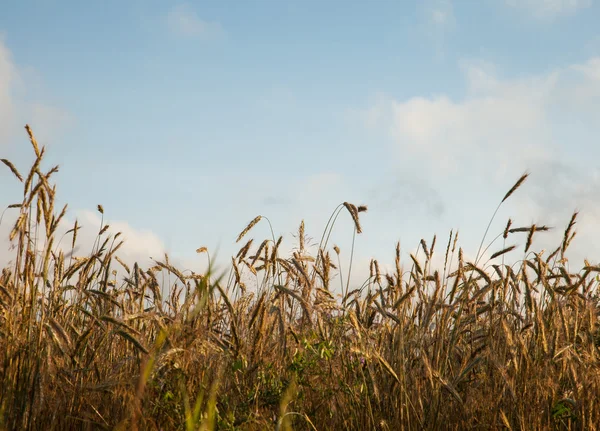 Reifer Weizen auf einem Feld — Stockfoto