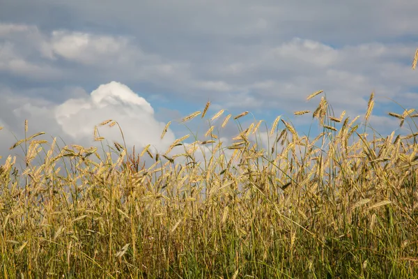 Ripe wheat in a field — Stock Photo, Image