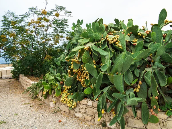 Cyprus cactus — Stock Photo, Image
