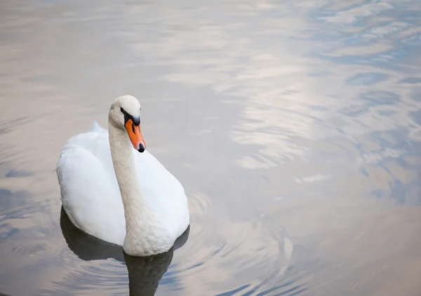 Zwaan — Stockfoto