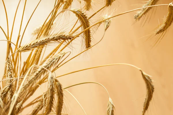 Closeup of golden spica of wheat — Stock Photo, Image