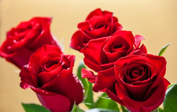 Three dark red roses — Stock Photo, Image