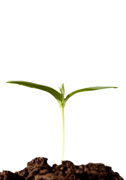 Grøn kimplante - Stock-foto