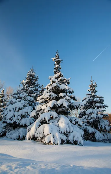 Karla kaplı Ladin — Stok fotoğraf